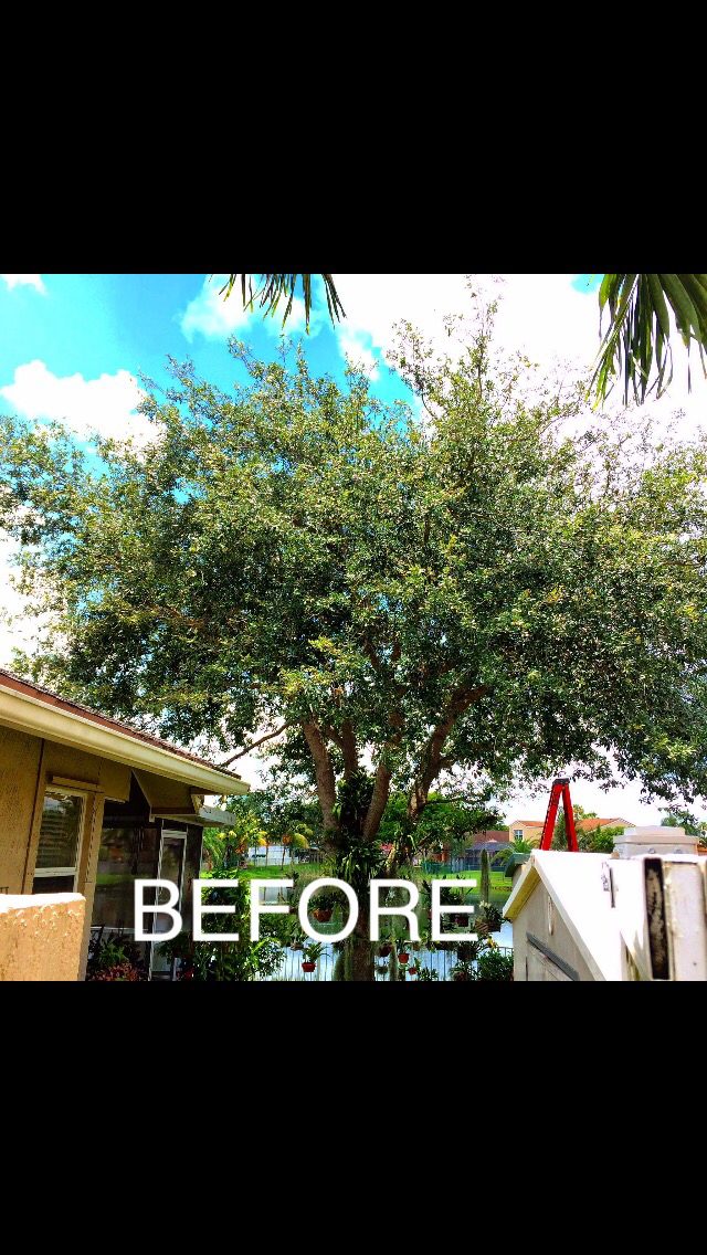 Big shade tree — before the crew went up