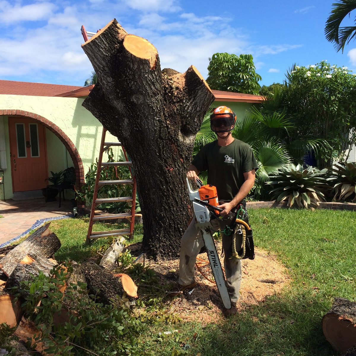 Sectioning a large trunk, saw out