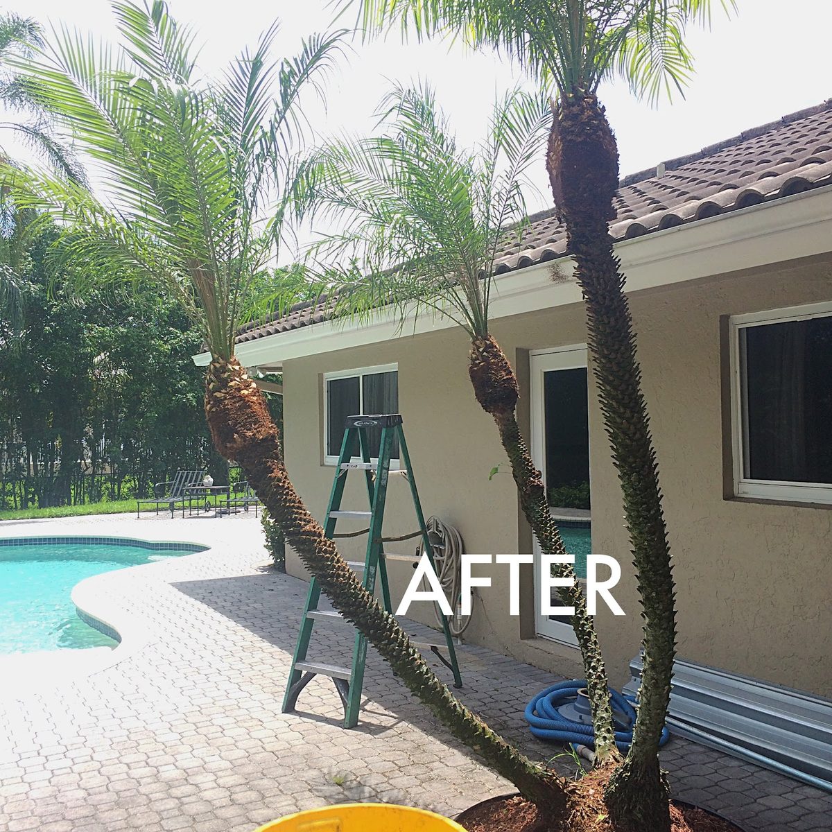 Poolside palms — after trimming, labeled by the crew