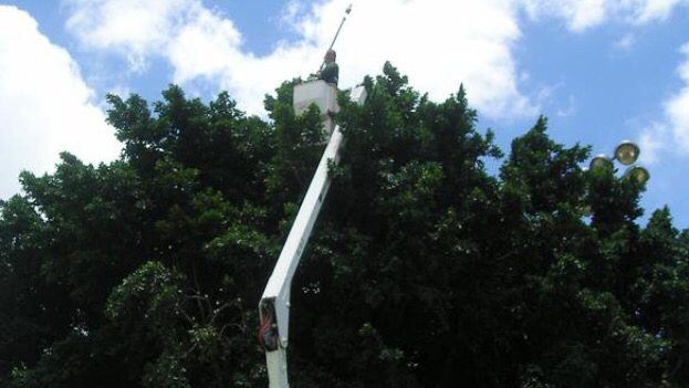 Street trees balanced and cleaned up