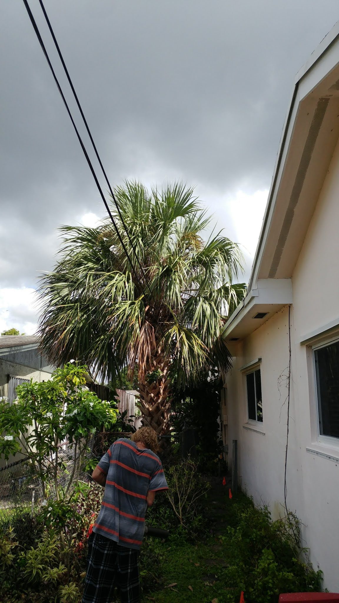 Palm Trimming