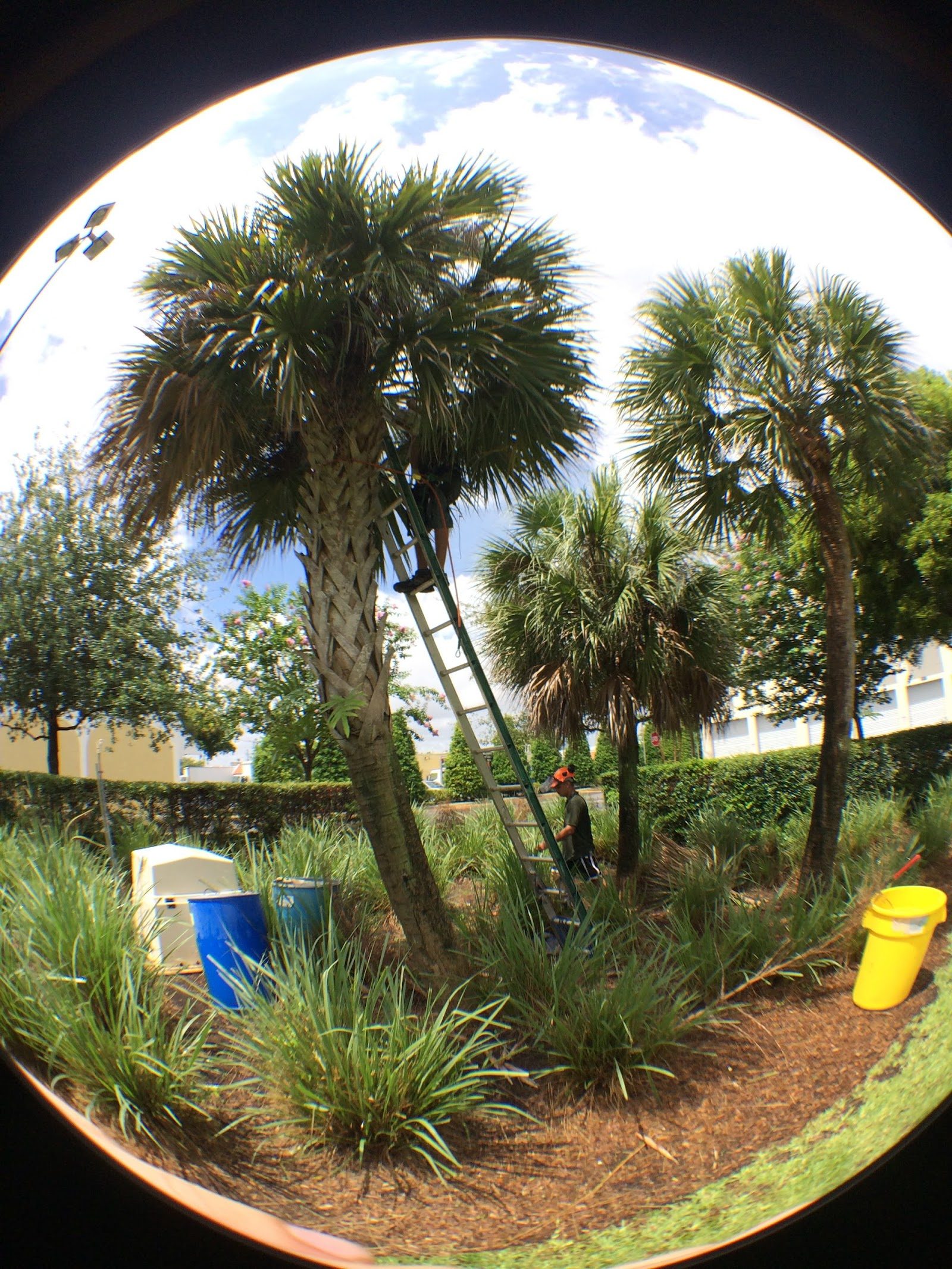 Tree Trimming & Pruning